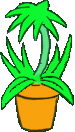 another nice plant